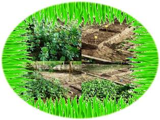 horta2
